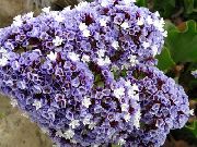 ljusblå Blomma Carolina Hav Lavendel (Limonium) foto