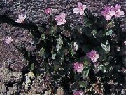 růžový Květina Rosebay Vrbovka (Epilobium) fotografie