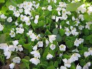 ホワイト フラワー カタバミ、聖霊降臨祭の花、緑のスノッブ、眠っている美しさ (Oxalis) フォト