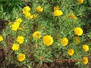 żółty Kwiat Kladantus (Cladanthus) zdjęcie