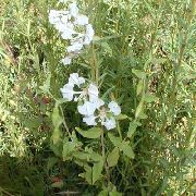 biela Kvetina Clarkii, Veniec Kvetov, Horský Veniec (Clarkia) fotografie
