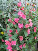 vaaleanpunainen Kukka Clarkia, Seppele, Mountain Seppele  kuva