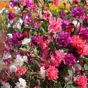 kırmızı  Clarkia, Çelenk Çiçek, Dağ Çelenk  fotoğraf