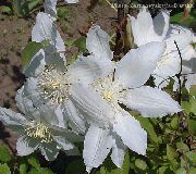 bílá Květina Klematis (Clematis) fotografie