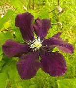 βουργουνδία λουλούδι Κληματιτής (Clematis) φωτογραφία