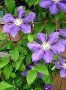 紫丁香 花 铁线莲 (Clematis) 照片