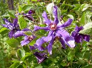 ljubičasta Cvijet Pavit (Clematis) foto