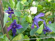 μπλε λουλούδι Κληματιτής (Clematis) φωτογραφία