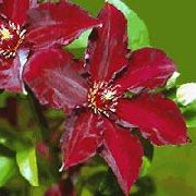 czerwony Kwiat Clematis  zdjęcie