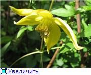 žltý Kvetina Klematis (Clematis) fotografie