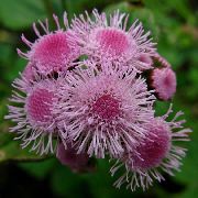 pink  Floss Blomst (Ageratum houstonianum) foto