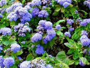 γαλάζιο  Νήμα Λουλούδι (Ageratum houstonianum) φωτογραφία
