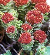 punainen Kukka Rhodiola, Ruusujuuri, Sedum, Leedy N Ruusujuuri, Maksaruoho  kuva