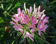 ροζ  Αράχνη Λουλούδι, Τα Πόδια Αράχνη, Μουστάκια Παππού Του (Cleome) φωτογραφία