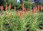 czerwony Kwiat Knifofiya (Tritoma) (Kniphofia) zdjęcie