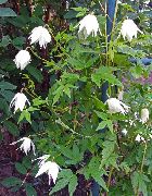 balts Zieds Atragene, Sīkziedu Clematis  foto