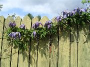 purpurs Zieds Atragene, Sīkziedu Clematis  foto