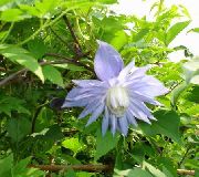 azul claro  Atragene, Clematis Flor Pequeña  foto