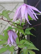 ライラック フラワー Atragene、小花の咲くクレマチス  フォト