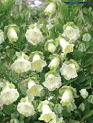 бял Цвете Катедрални Камбани, Чаша И Чиния Растение, Чаша И Чиния Лоза (Cobaea scandens) снимка