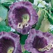 紫 花 教堂的钟声，杯子和碟子植物，杯子和碟子藤 (Cobaea scandens) 照片