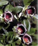 bordo žiedas Katedros Varpai, Puodelis Ir Lėkštutė Augalų, Puodelis Ir Lėkštutė Vynmedis (Cobaea scandens) nuotrauka