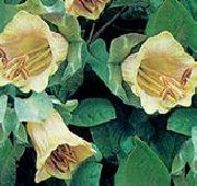 gelb Blume Dom Glocken, Tasse Und Untertasse Pflanze, Tasse Und Untertasse Wein (Cobaea scandens) foto