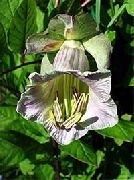 紫丁香 花 教堂的钟声，杯子和碟子植物，杯子和碟子藤 (Cobaea scandens) 照片