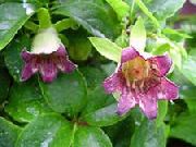 rosa  Motorhaube Glockenblume (Codonopsis) foto