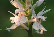 alb Floare Orhidee Parfumat, Țânțar Gymnadenia  fotografie