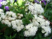 hvit  Floss Blomst (Ageratum houstonianum) bilde