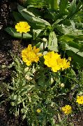 gulur Blóm Gulur Daisy (Chrysanthemum multicaule, Coleostephus myconis) mynd