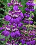purper Bloem Blue-Eyed Mary, Chinese Huizen (Collinsia) foto