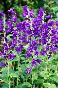 violetti  Kellokukka (Campanula) kuva