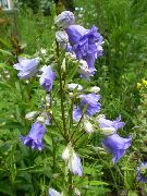 svetlo modra Cvet Campanula, Zvončica  fotografija