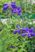 zils Zieds Campanula, Pulkstenīte  foto