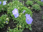 блакитний Квітка Дзвіночок Низькорослий (Campanula) фото