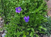 blå Blomst Campanula, Italiensk Bellflower  bilde