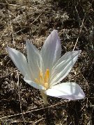 λευκό λουλούδι Ψευδείς Κρόκος Φθινόπωρο, Επιδεικτικός Colchicum, Γυμνός Κυρίες, Λιβάδι Σαφράν  φωτογραφία