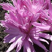 ვარდისფერი ყვავილების ცრუ შემოდგომაზე Crocus, Showy Colchicum, შიშველი ქალბატონები, მდელოს ზაფრანა  ფოტო