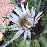 білий Квітка Колючнік (Карліна) (Carlina) фото