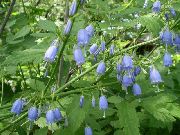 Adenophora, Sinos Senhora luz azul Flor