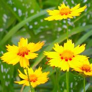 żółty Kwiat Roczny Coreopsis (Coreopsis drummondii) zdjęcie