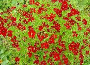 赤 フラワー 金のたてがみティック種子 (Coreopsis drummondii) フォト