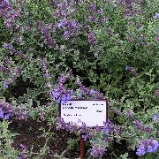 violetti Kukka Kissa Minttu (Nepeta) kuva