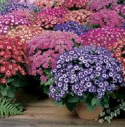 garden flowers pink Florist's Cineraria  Pericallis x hybrida photos, description, cultivation and planting, care and watering