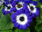 garden flowers dark blue Florist's Cineraria  Pericallis x hybrida photos, description, cultivation and planting, care and watering