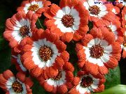 oranžs Zieds Floristu Cinerārija (Pericallis x hybrida) foto