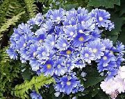 světle modrá Květina Cinerárie Květinářské (Pericallis x hybrida) fotografie