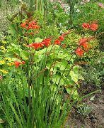 punainen Kukka Crocosmia  kuva